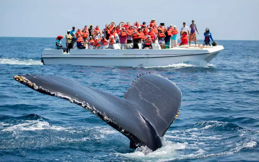 Humpback Whale Watching
